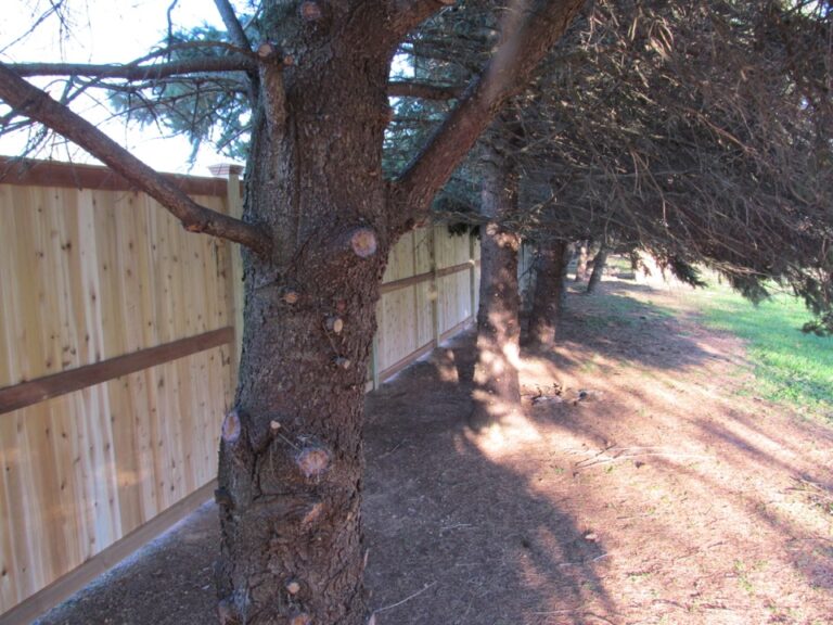 Wooden Panel fence in tree row