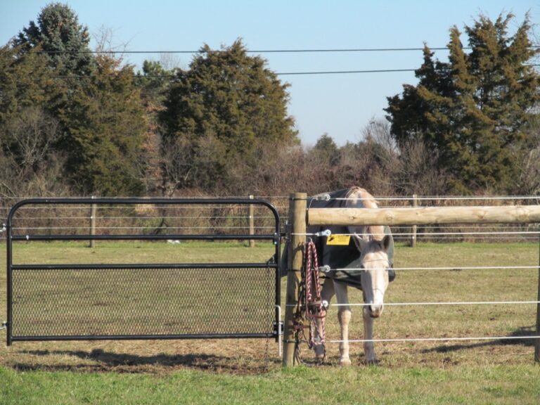 Horse sticking nose through fence