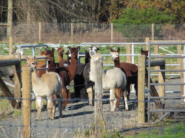 Scotia Acres Lama pen fence