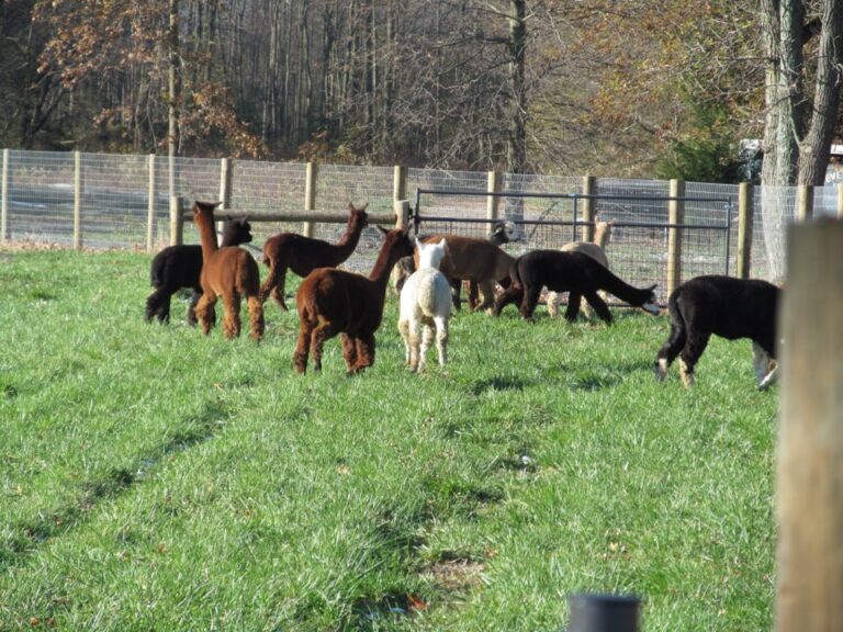 Scotia Acres Lama pen fence