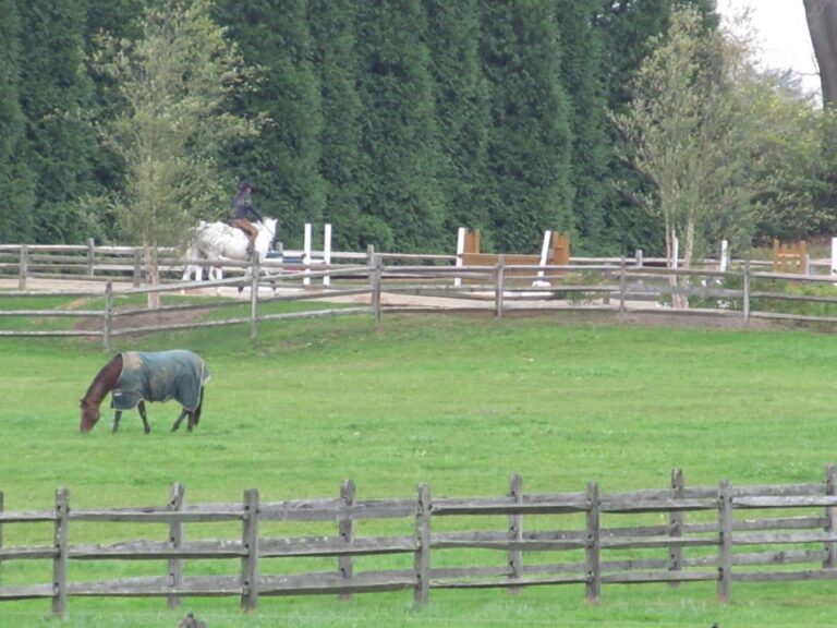 Horses inside of Rail Fence